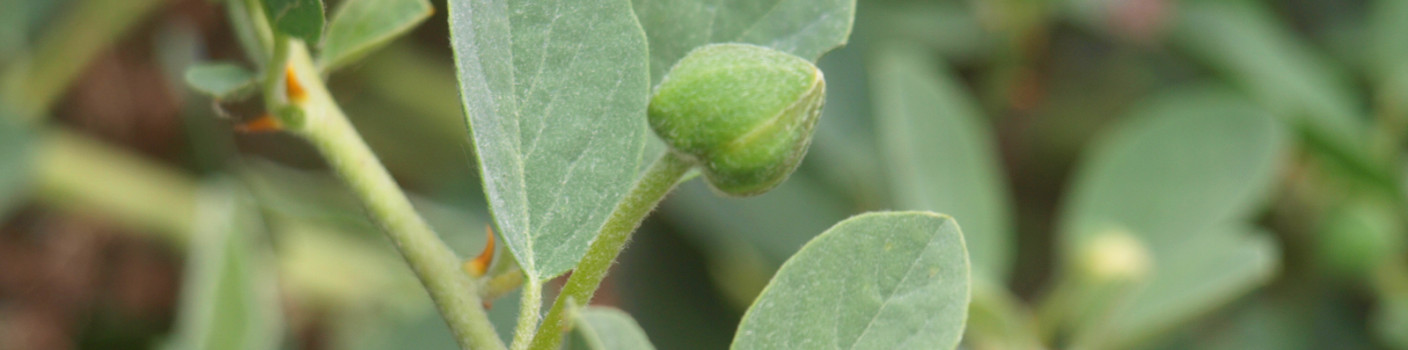 Caper, the tiny gift of the Mediterranean